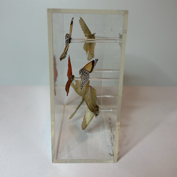 Vintage 1976 Signed Lucite Box Art / Real Butterflies / MCM Wall Decor - Picture 6 of 7